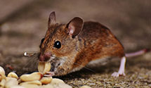 24 Hour & Emergency Exterminators in Dover, ND